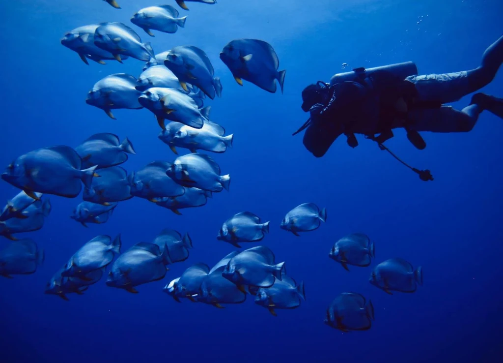 Calm and beauty of the ocean with school of fish and scuba diver